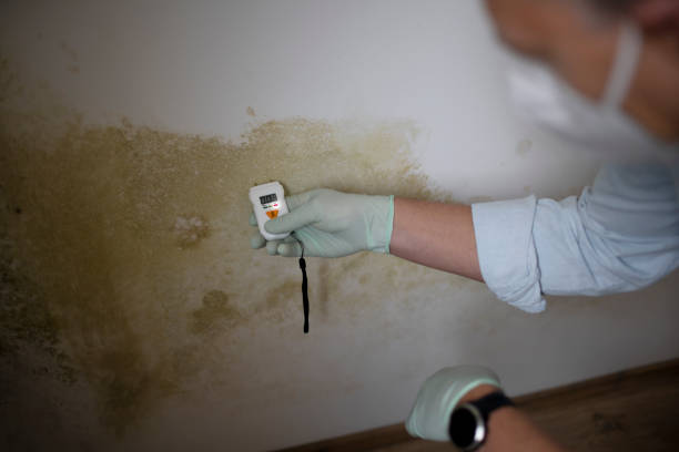 Best Post-Flood Mold Remediation in Argo, AL
